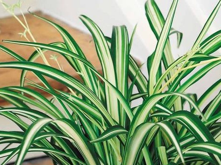 Chlorophytum Crested