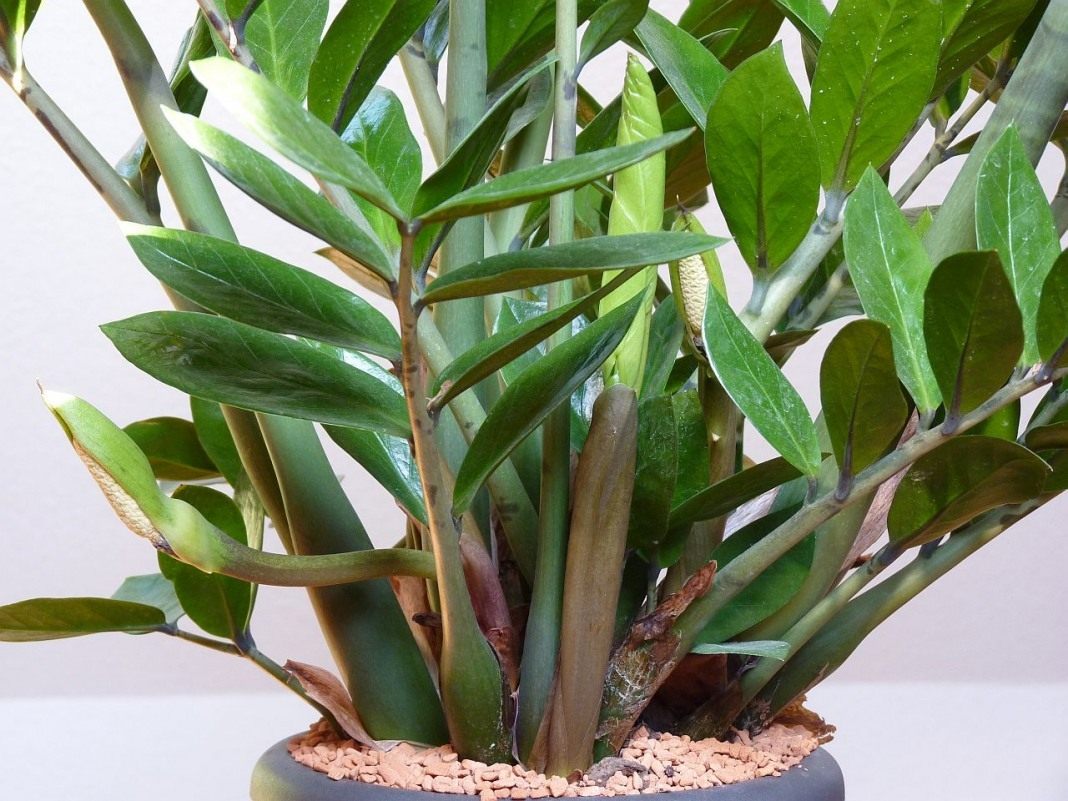 Zamioculcas