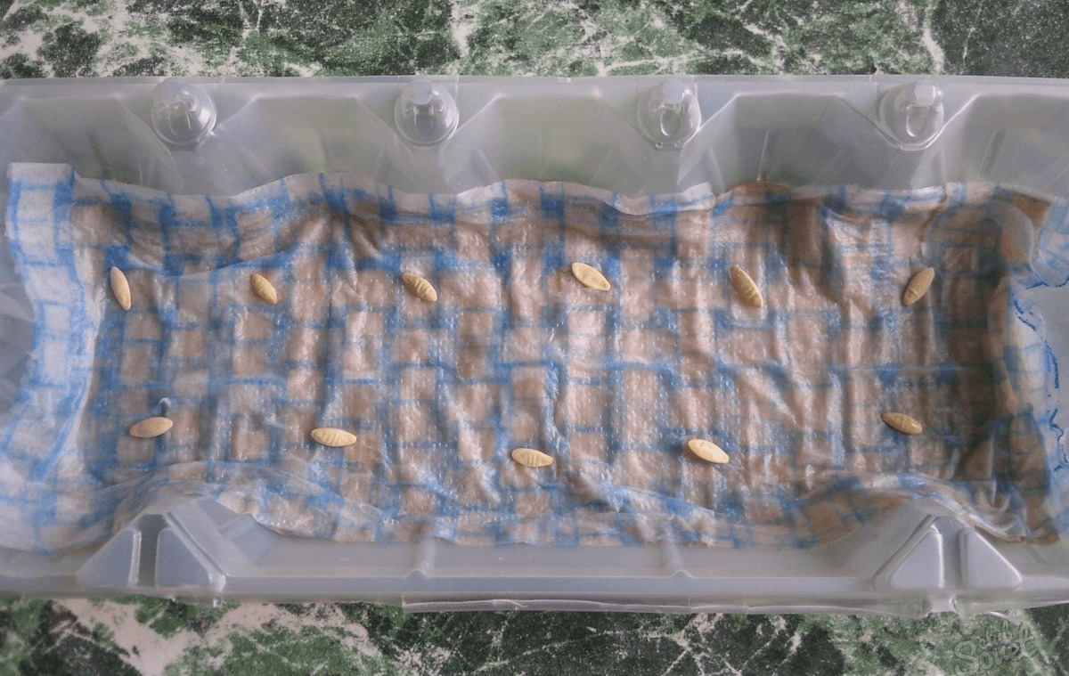 Xử lý hạt giống