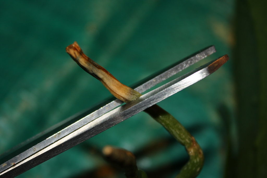 Šaknų pašalinimas