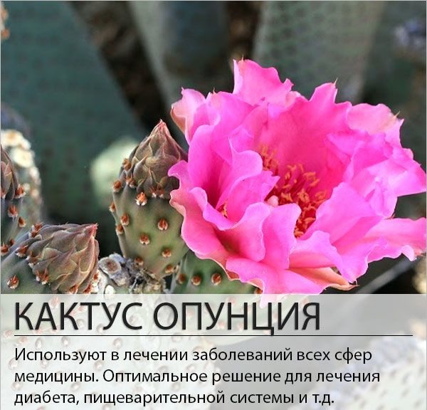 תכונות הריפוי של אגס עוקצני