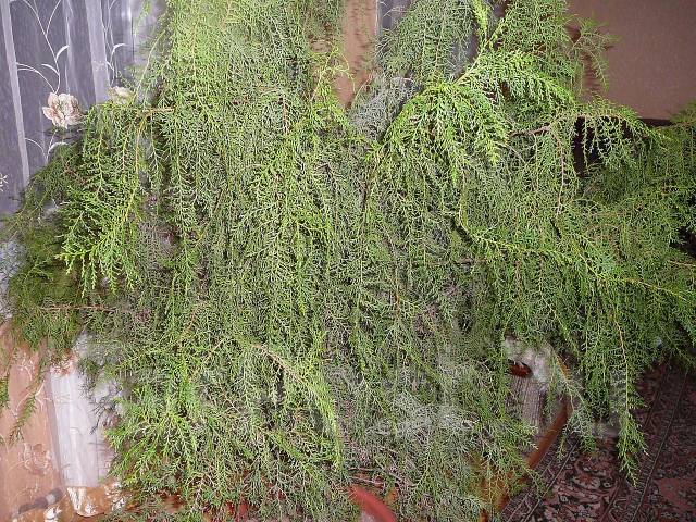 Thuja kambarys