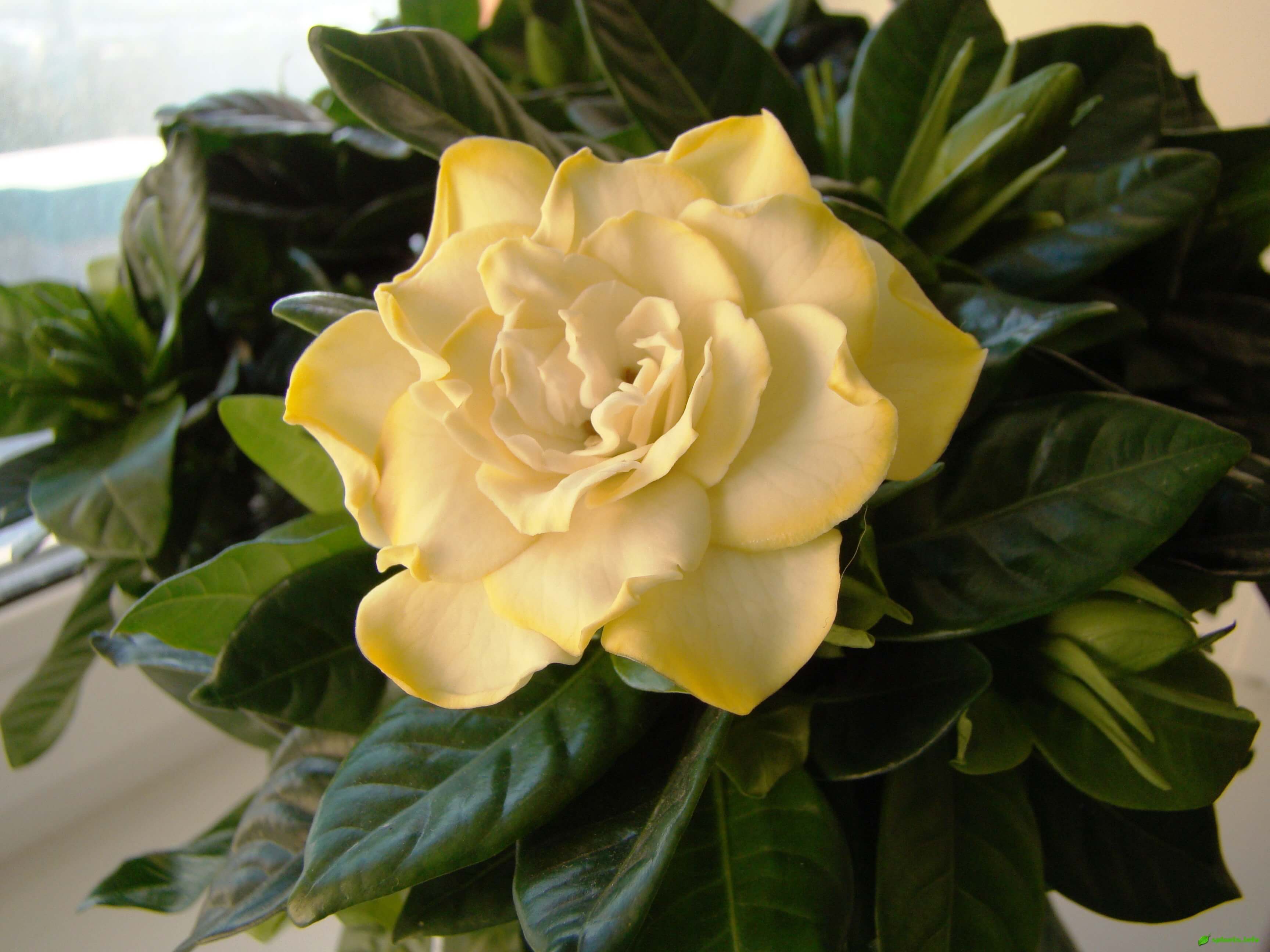 Gardenia