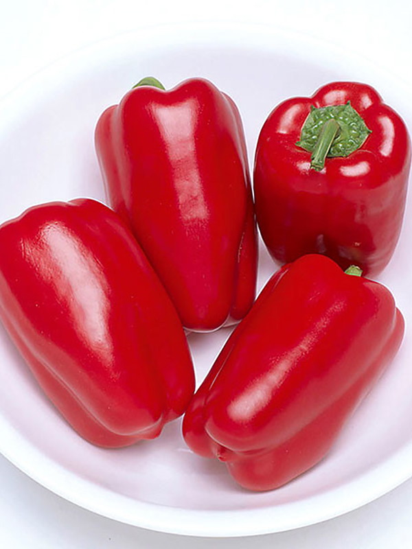 נובוסיבירסק