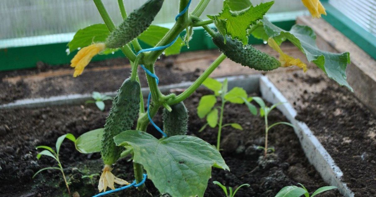 краставици