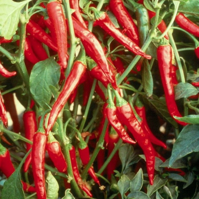 Изгарящ букет