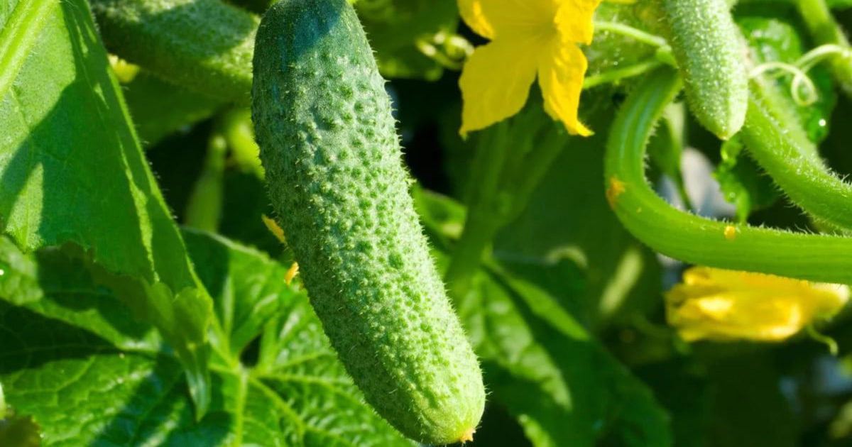 краставици