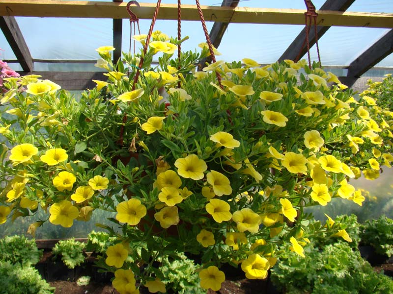 Calibrachoa
