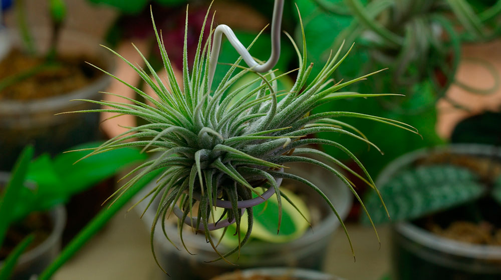 Tillandsia