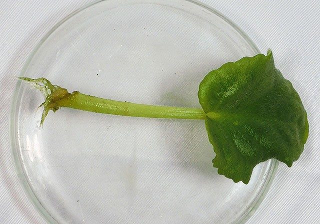 Виолетова шкембе