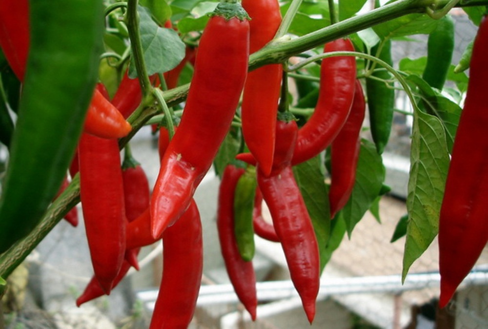 Огнена девойка