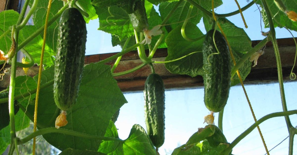 краставици