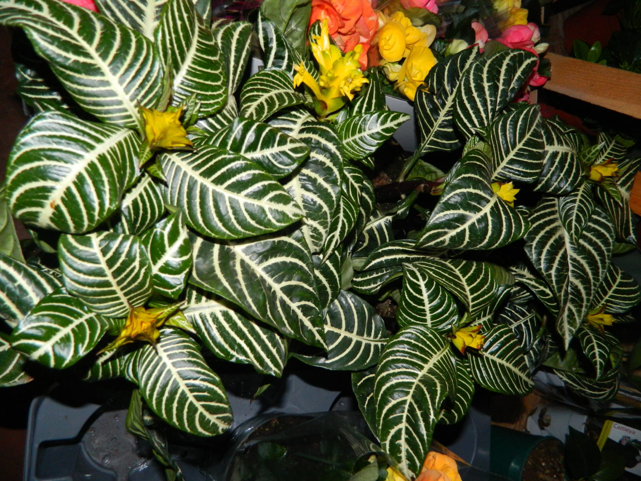 aphelandra