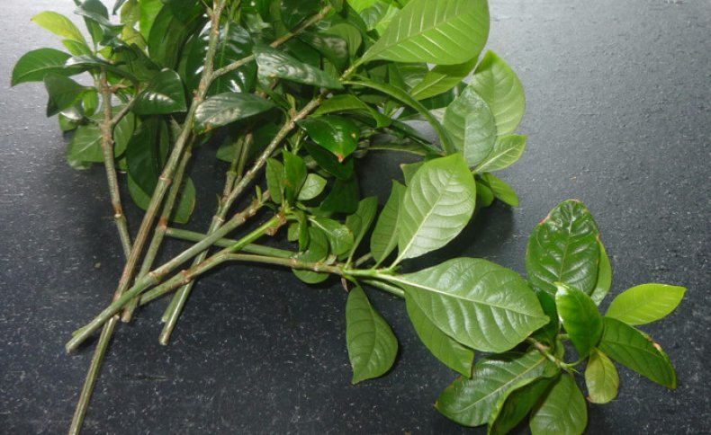 Gardenia cuttings