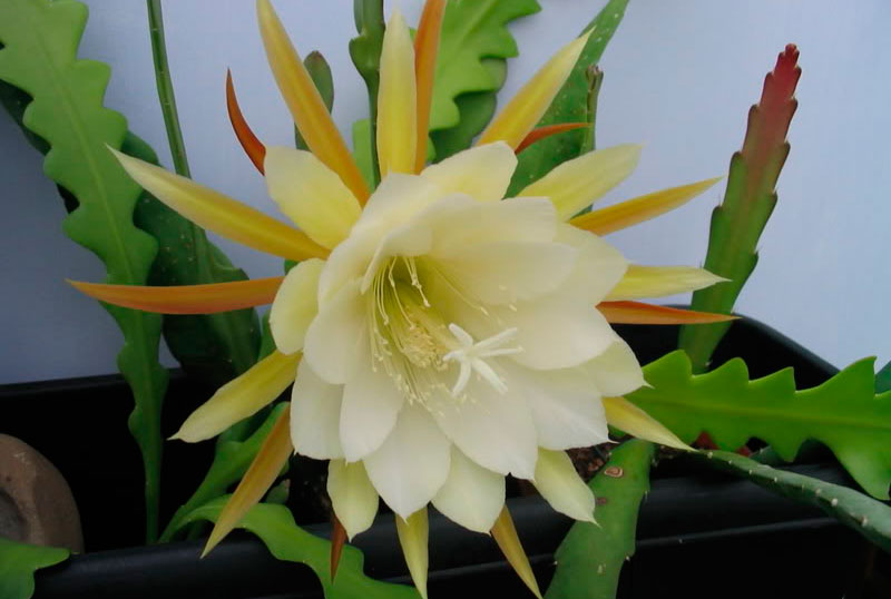 Epiphyllum