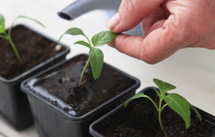 Поливане на разсад