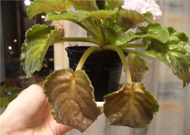 Късен полъх