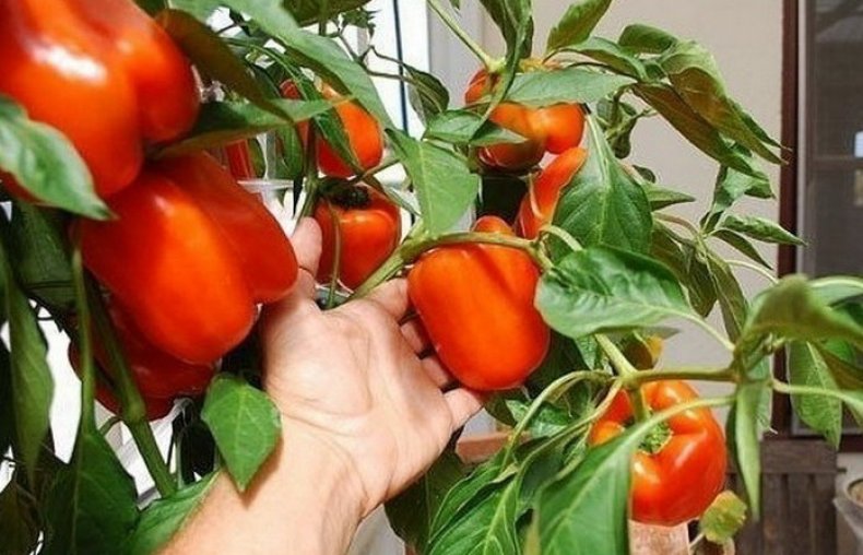 בכור מסיביר