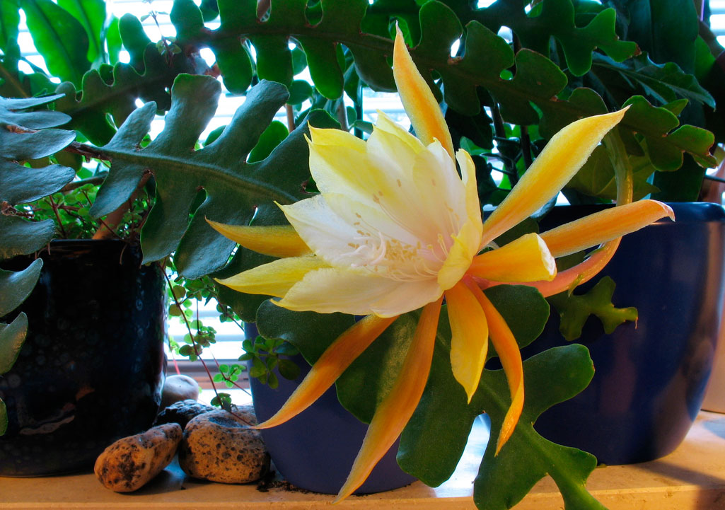 Epiphyllum