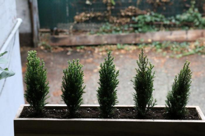 ריבוי זרעים