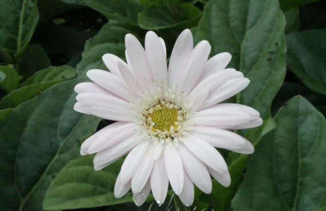 gerbera
