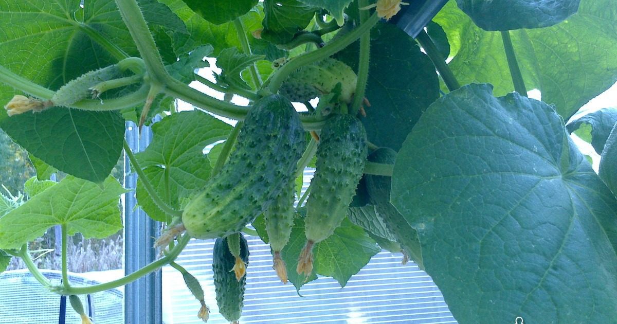 краставици