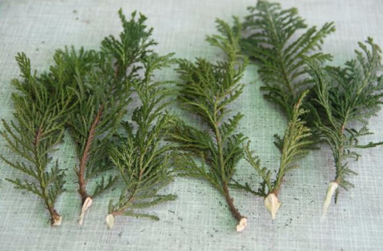 Dauginimas auginiais