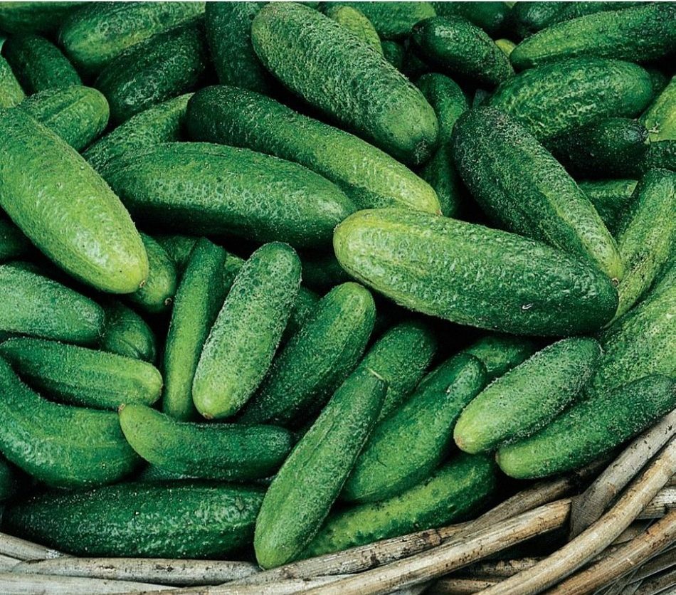 גרקין פריזאי