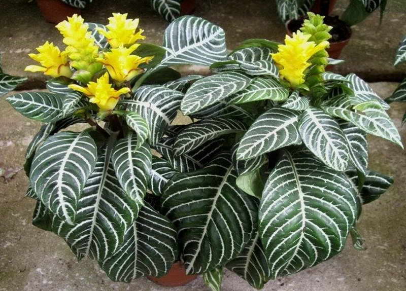 aphelandra