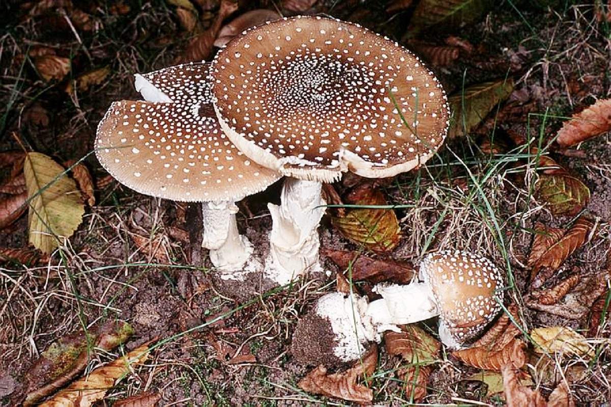 Amanita panter