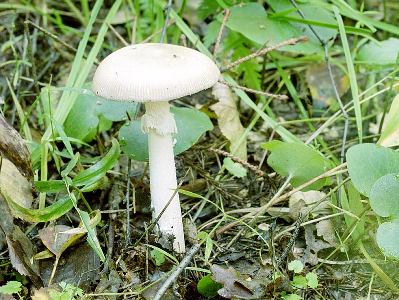 Amanita White