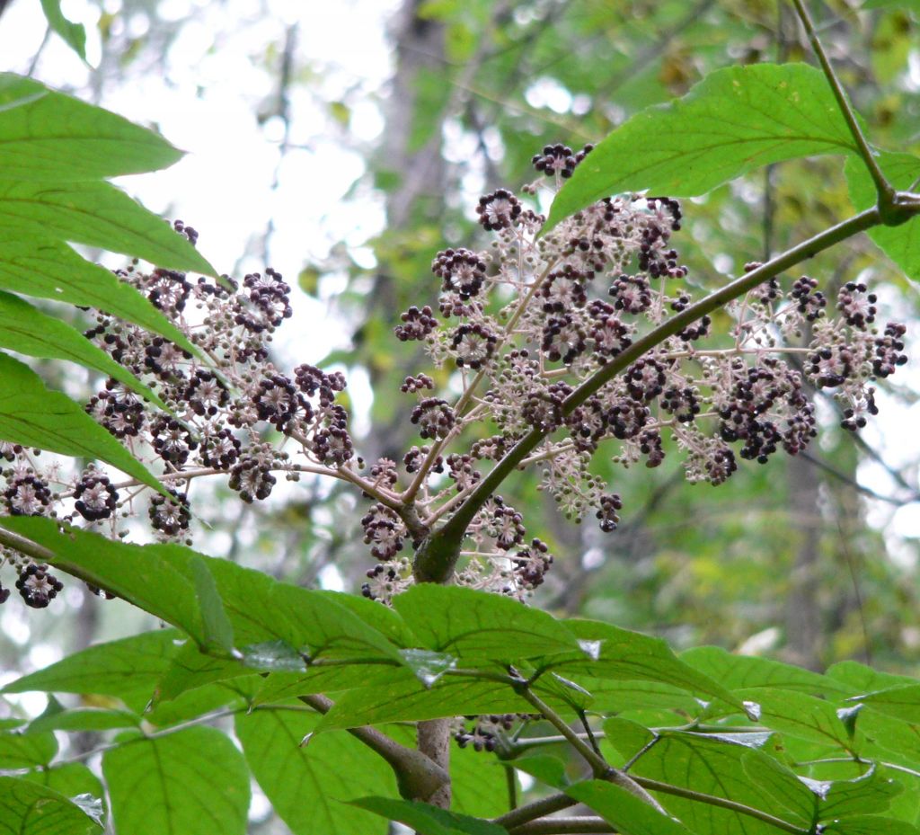 Useful properties of Aralia Manchurian