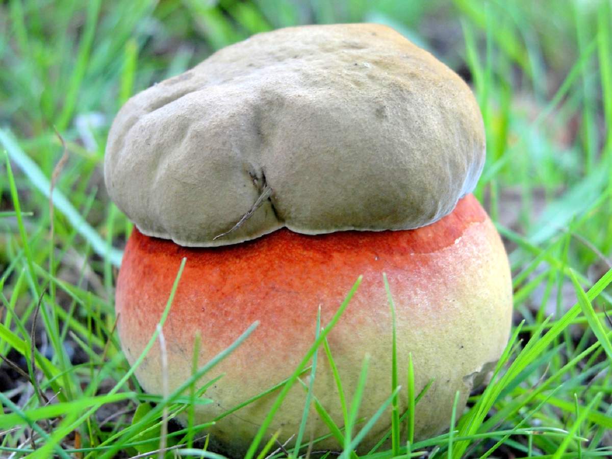 Satanische paddestoel