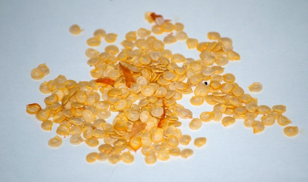 Pepper seeds