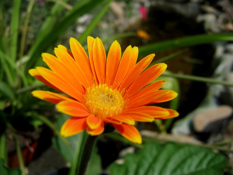gerbera