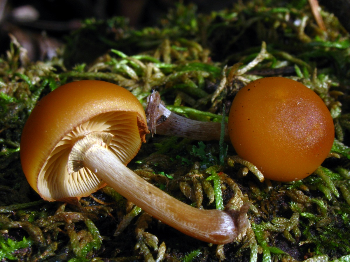 Galerina scherpte