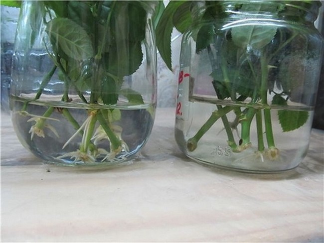 ריבוי חדר עלה