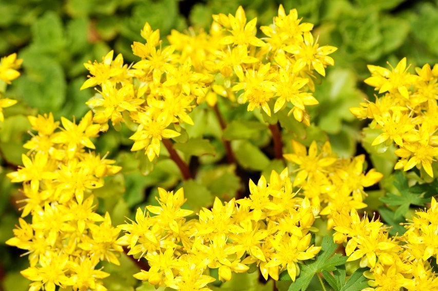 Sedum akras
