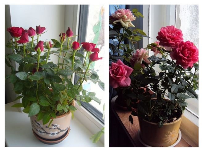 תאורה לשושנים