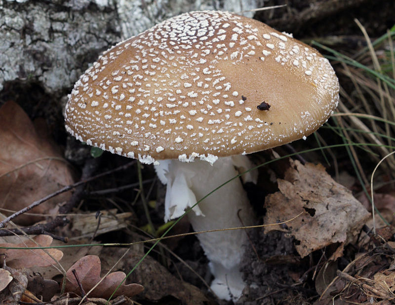 Amanita panter