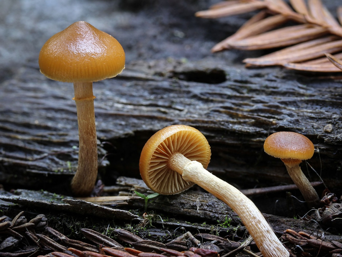 Galerina scherpte