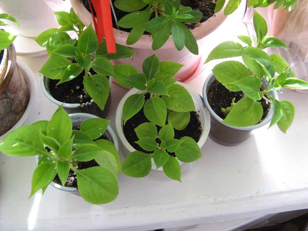 Propagation by cuttings