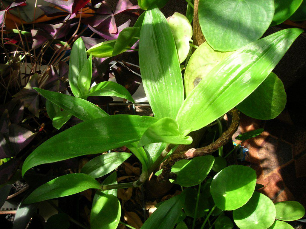 tradescantia
