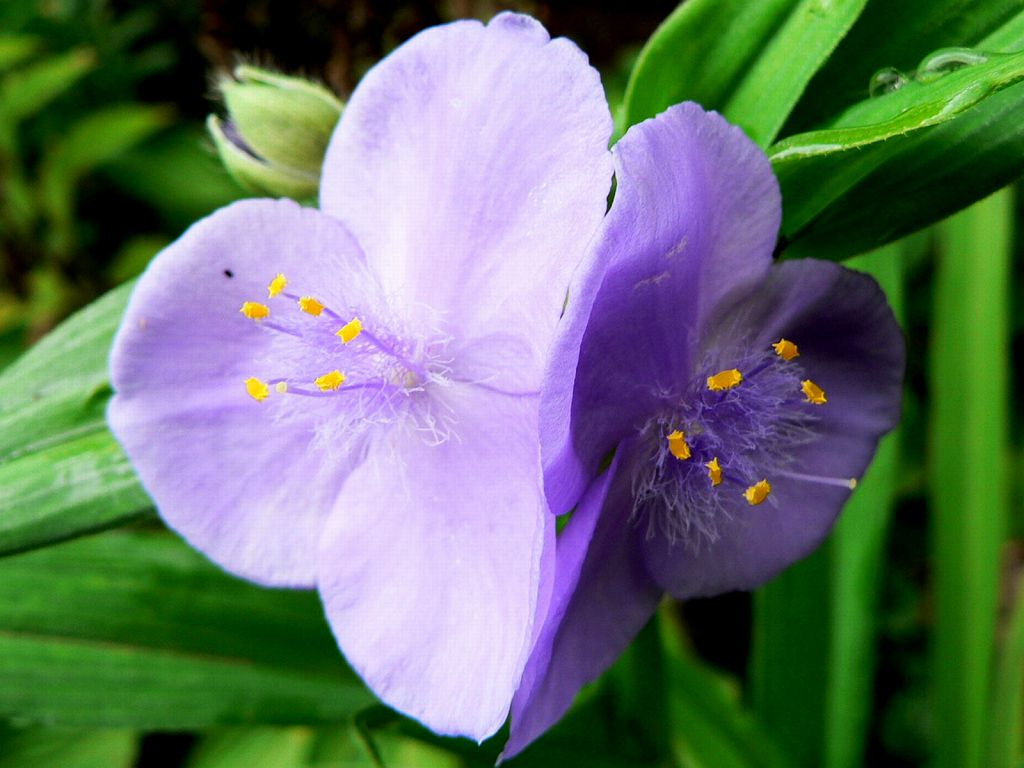 tradescantia