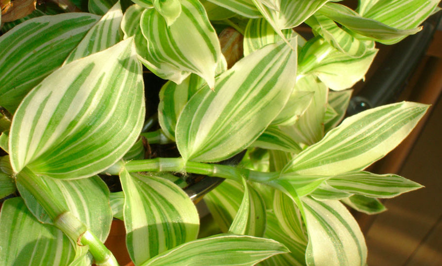 Witbloemige tradescantia