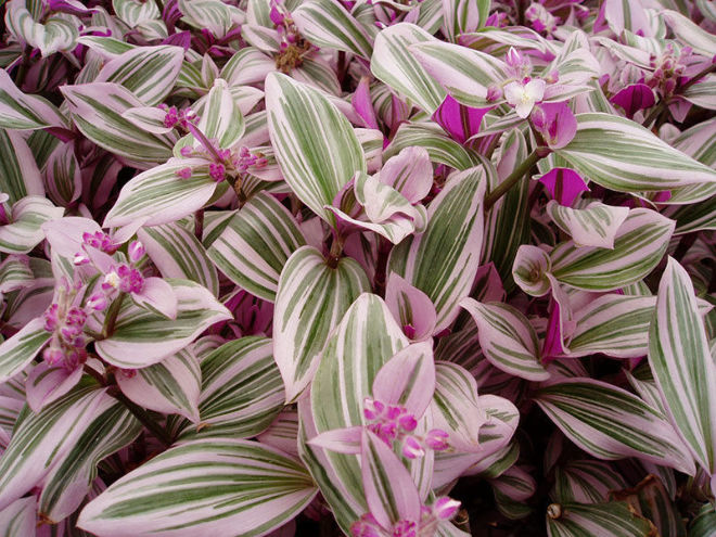 Witbloemige tradescantia