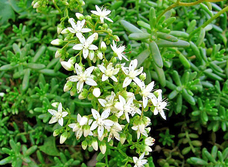 Sedum albumas