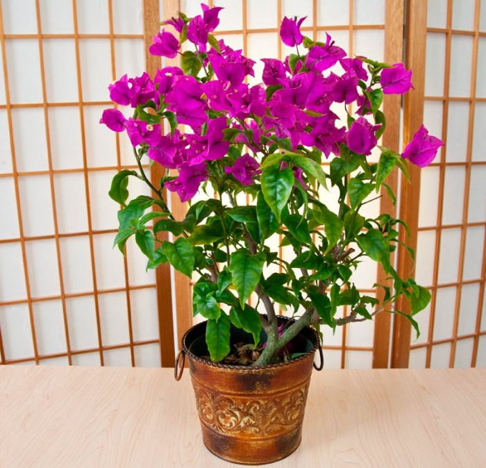 Bougainvillea nuogas