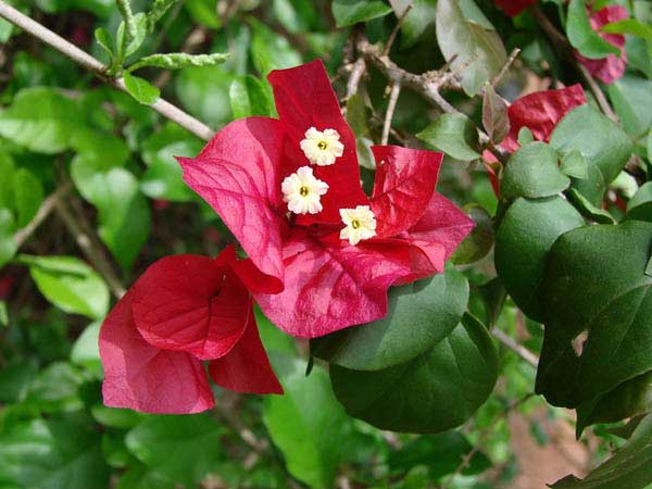 Bougainville nuostabus