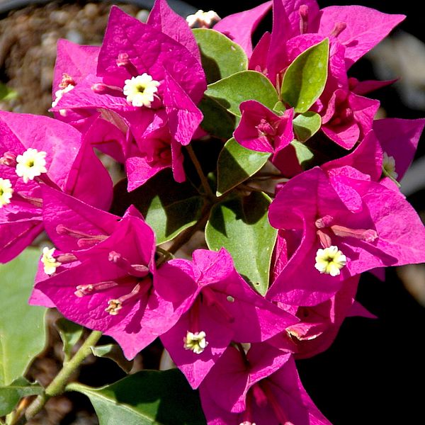 Pergalės Bougainvillea